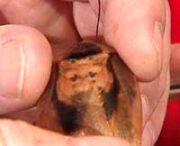 Sør-Amerikansk dødningehode kakerlakk (Foto: NRK)
