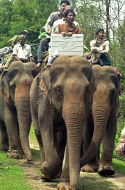 De elektroniske valgmaskinene har til dels blitt transportert med elefanter rundt i det enorme landet. Foto: Scanpix