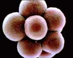 Et embryo som har begynt celledeling.