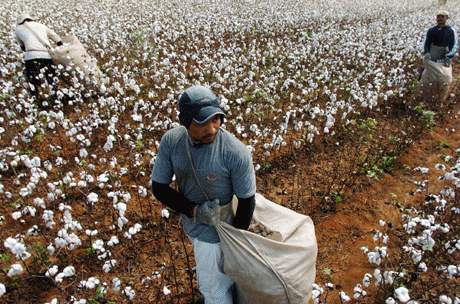 Ustabile råvarepriser skaper større fattigdom. Bildet viser bomullsplukkere i Brasil. Foto: AP/Scanpix.