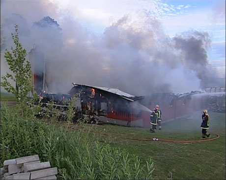 1000 griser brant inne da grisehus på Nordre Hemma gård brant ned.(Foto: NRK) 