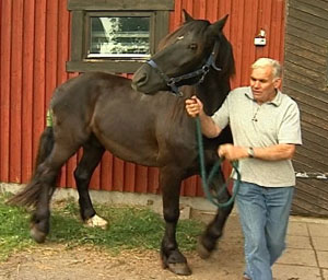 Hest og hesteeier Michael Bølla. Hest og hesteeier Michael Bølla.