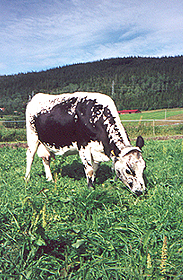 Sussi fra Vefsn landbuksskole i Mosjøen. Sussi fra Vefsn landbuksskole i Mosjøen.