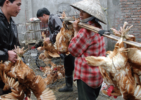 Flere millioner kyllinger og annet fjærkre ble slaktet for å hindre ytterliger utbrudd av fugleinfluensaen i landet. Foto: AP/Scanpix.
