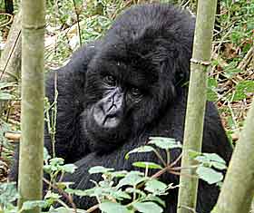 Denne gorillaen med bare en hånd, er foreviget i bambusskogen i Rwanda i november 2002. Foto: Rodrique Ngow, ap.