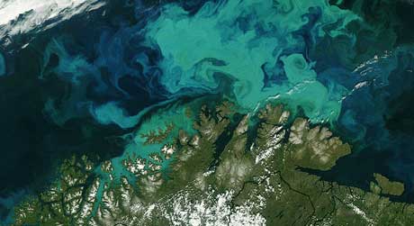 Satellittfoto av enorme mengder plankton i Barentshavet nord for fastlands-Noreg 19. juli 2003. (Foto: NASA)