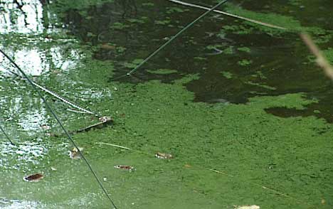 - Utslippet kan føre til lokal stor oppblomstring av alger i sommer, opplyser fylksemannens miljøvernavdeling. ( Arkivfoto: Vansjø )