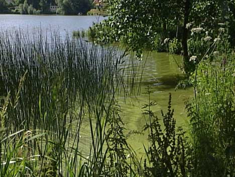 Blågrønnalgene har gode vekstvilkår i Østfold. Folk bør ikke bade i deler av Vansjø på grunn av giftige alger.