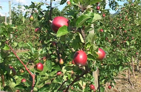 Epledyrkere i Sauherad har begynt med en ny form for epledyrking. Foto: Anne Lognvik.