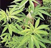 Politiet fant 1500 cannabis-planter på et småbruk i Eidskog.