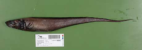 En antatt ny art av Ophidoformes, en av de vanligste familiene dyphavsfisk. Foto: Franz Uiblein.