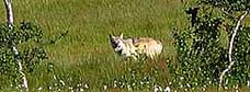 Margrethe Farbu tok bilde av ulven i Grane. 