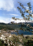 Frukttrær i blomst i Hardanger Frukttrær i blomst i Hardanger