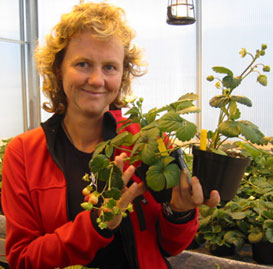 Anita Sønsteby er en av landets fremste forskere på jordbær. (Foto:Vera Wold) 