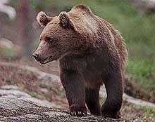 Rovviltkonsulent Maartman tror det kan bli flere bjørneangrep i fremtiden(Foto:Scanpix)