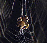 Edderkoppen i aksjon i sitt eget nett. Foto: NRK