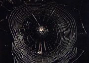 Hjulnettet er bare ett av edderkoppverdenens typer fangsredskap. Foto: NRK
