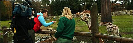 Dagmar Blaasvær filmar når giraffen Georg får mat av Gøril og dyrepassar Åse Sundbø.