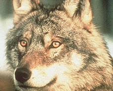 Sort-Elvdal kommune krever at ulvene på Koppangskjølen fjernes. (Foto: Scanpix)