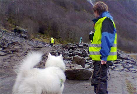 Ein lavinehund markerte eit funn fjorden måndag føremiddag. (Foto: Olaf Erlend Gundersen, NRK)