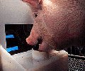 Kan griser spille dataspill!??