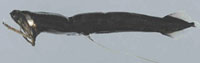 Lauskjeften er lang og smal med store rovfisktenner. Foto: Norfanz