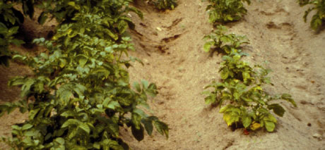 Hvit potetål ødelegger rotsystemet på potetplantene. Både veksten og avlingen blir dårlig. (Foto: Bonsak Hammeraas, Planteforsk)