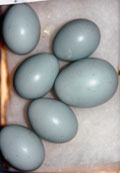 Her har gjøken etter-lignet rødstjertens egg (lengst til høyre). Foto: Bård Stokke.