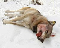 For første gang er ulovlig ulvejakt kartlagt systematisk. Mer enn tretti tilfeller av ulovlig jakt har skjedd i Skandinavia. Foto: NRK 