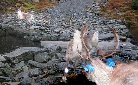 Reinsdyr som vart sett ut i Sunnfjord-fjella i fjor. Arkivfoto: Svein Ove Hansli NRK