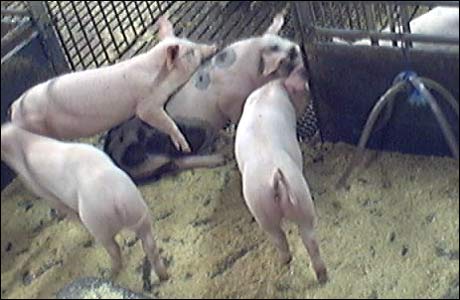 <b>Her er vinnerbildet: </b>Det ser da ut som grisene hygger seg i hverandres selskap!