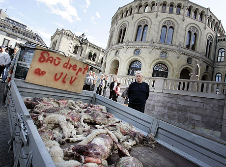 Sauebønder fra Stange i Hedemark troppet opp utenfor Stortinget med en tilhenger full av sauekadavre som ble drept av ulv i 2004. Foto: Tor Richardsen / SCANPIX Sauebønder fra Stange i Hedemark troppet opp utenfor Stortinget med en tilhenger full av sauekadavre som ble drept av ulv i 2004. Foto: Tor Richardsen / SCANPIX