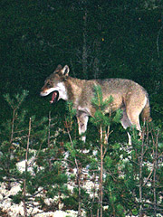 En ulv har voldtatt en hund i Sverige. Foto: Vegard Moberget / SCANPIX 