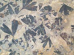 Fossile Ginkgoblader (Foto: Naturhistorisk museum, UiO)