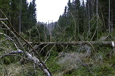 Flere millioner kubikkmeter skog ble lagt i bakken, da Gudrun herjet Sverige og Norge i januar 2005. Foto: NRK