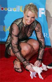 - Når Britney Spears og Paris Hilton har med seg sine chihuahuaer overalt, betyr det noe for imaget til en hunderase, sier Steen. (AP Photo/Eric Jamison) 