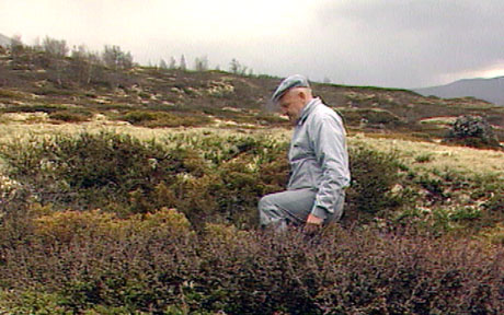 Gamal dyregrav på Hjerkinn på Dovrefjell. (Foto:NRK)