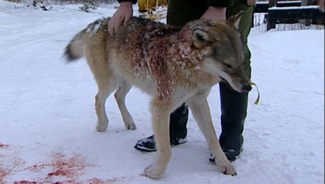 Denne ulven ble skutt i Åsta ( Foto: NRK )