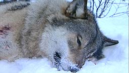 Tre ulver, som alle trolig har tilhørt Halden-Ed-flokken, er funnet døde de senere årene. Arkivfoto: NRK