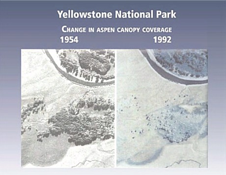 I 1954 var terrenget allerede merkbart endret fordi hjorten i tretti år ikke hadde trengt å frykte ulv. I 1992 var endringene blitt dramatiske. Ulven ble gjeninført i Yellowstone i 1995.