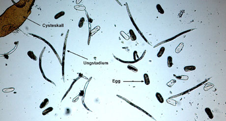 Bildet viser noe av innholdet i en cyste fra Stjørdal. Noen larver har allerede startet klekking fra de små ovale eggene. (Foto: Planteforsk Plantevernet) 