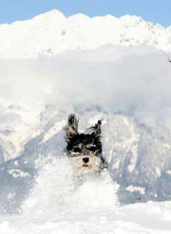 Mange liker seg i de tyrolske alper. (Foto: Reuters/Scanpix)