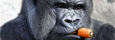 Se opp for gorillaen. Illustrasjonsfoto: AFP Photo Se opp for gorillaen. Illustrasjonsfoto: AFP Photo