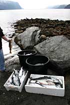 Ein av fiskarane i Hardanger som fekk trollgarnet fullt av rømt laks. Foto: Bjørn Kjetil Hansen 