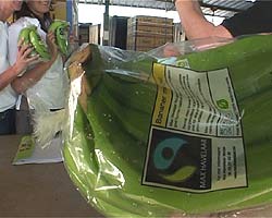Slik ser de rettferdige bananene ut. Slik ser de rettferdige bananene ut.