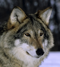 Rundt 150 hunder er registrert drept av ulv de siste ti årene. De fleste hundeeierne deltok i undersøkelsen. Ulv Foto: Arne Nævra Rundt 150 hunder er registrert drept av ulv de siste ti årene. De fleste hundeeierne deltok i undersøkelsen. Ulv Foto: Arne Nævra