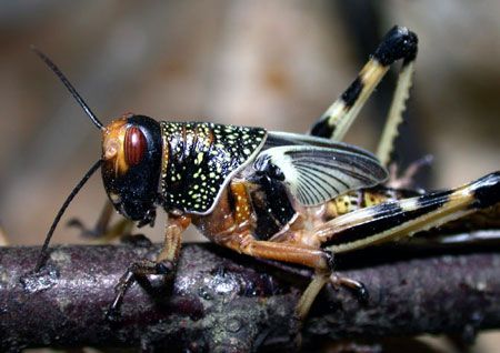 Gresshopper er utsatt for parasitter og sykdommer. Foto: Jan Ove Rein.