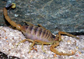 Her er verdens giftigste skorpion, den fryktede Leiurus quinquestriatus. Foto: Jan Ove Rein.