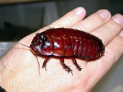 Den austraske nesehorn-kakerlakken er populær som kjæledyr i Australia. Foto: Jan Ove Rein.