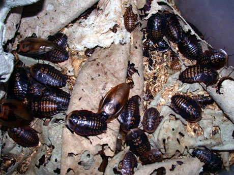 En koloni med unge og voksne Hodeskallekakerlakker. Foto: Jan Ove Rein.